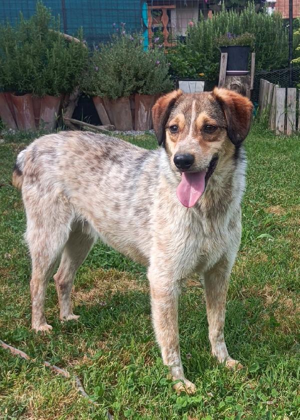ELVIS, 4 ANNI, TAGLIA MEDIA PICCOLA (15 KG) Foto 6